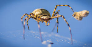 crawler-spider